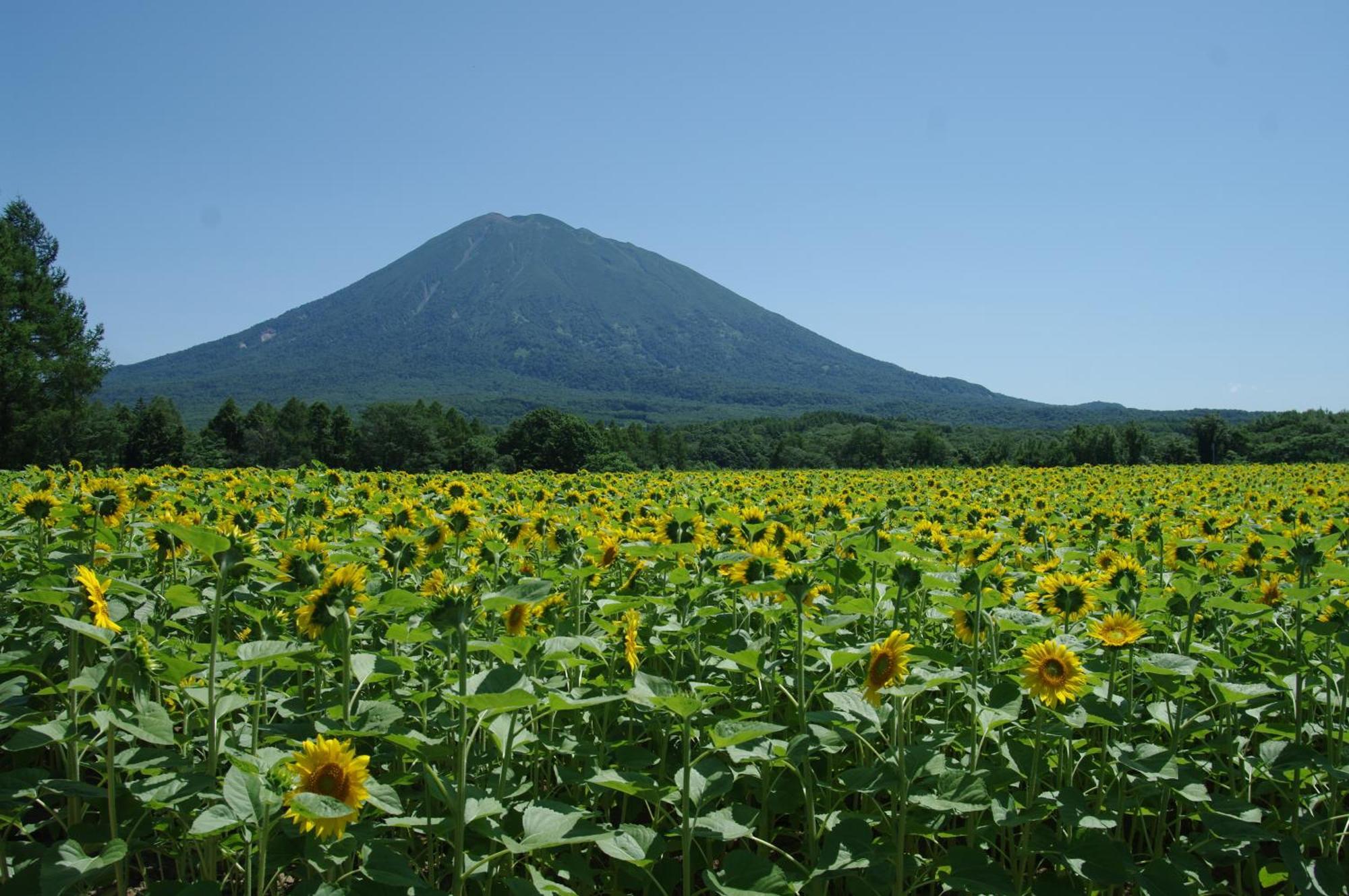 Niseko Izumikyo Villa Кучан Екстериор снимка